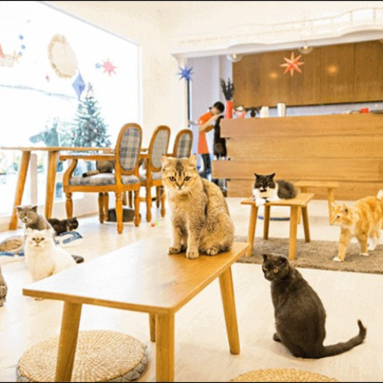 ‘Hãy dọn dẹp quán cafe mỗi ngày để không gian luôn sạch sẽ thoáng mát (Nguồn ảnh: Internet)