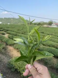 Trà oolong Việt Nam