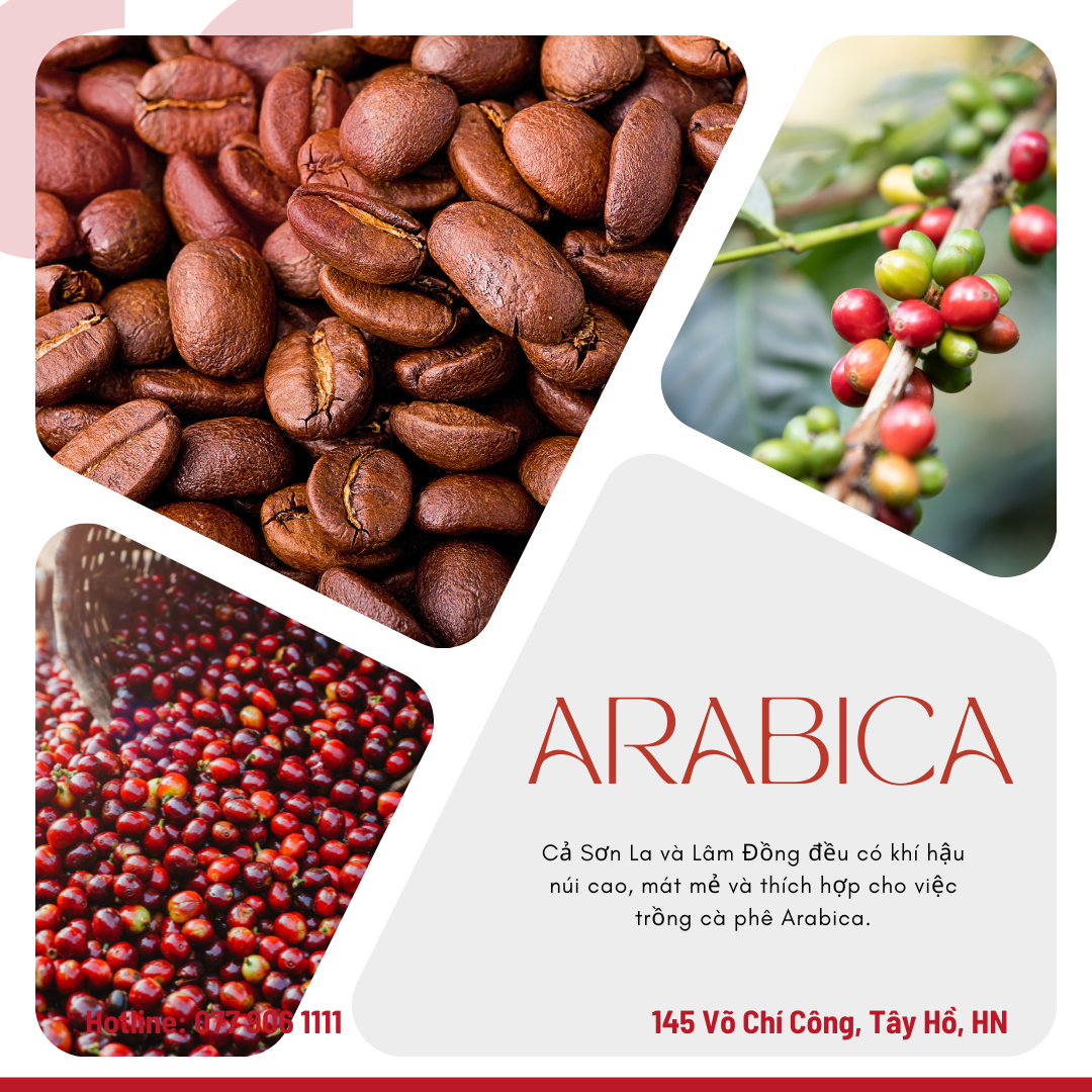 Hạt cà phê Arabica - 10 đặc điểm cần biết